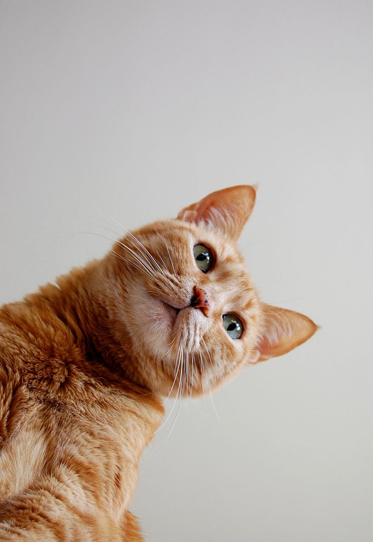 Cat that inspired the story behind MEMYPETS