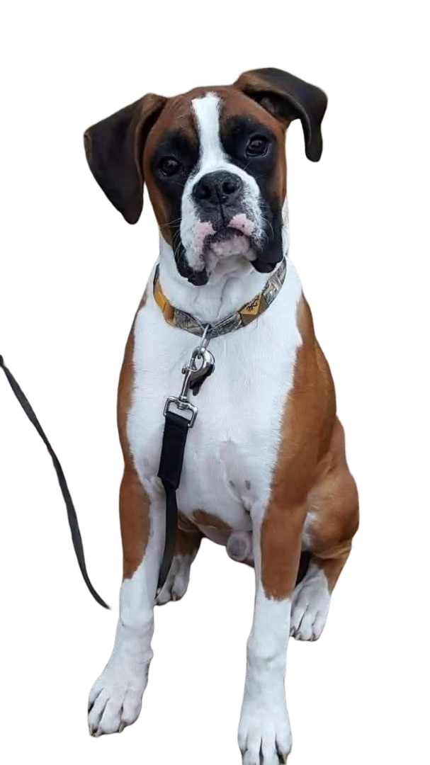 Boxer — MEMYPETS dog breed