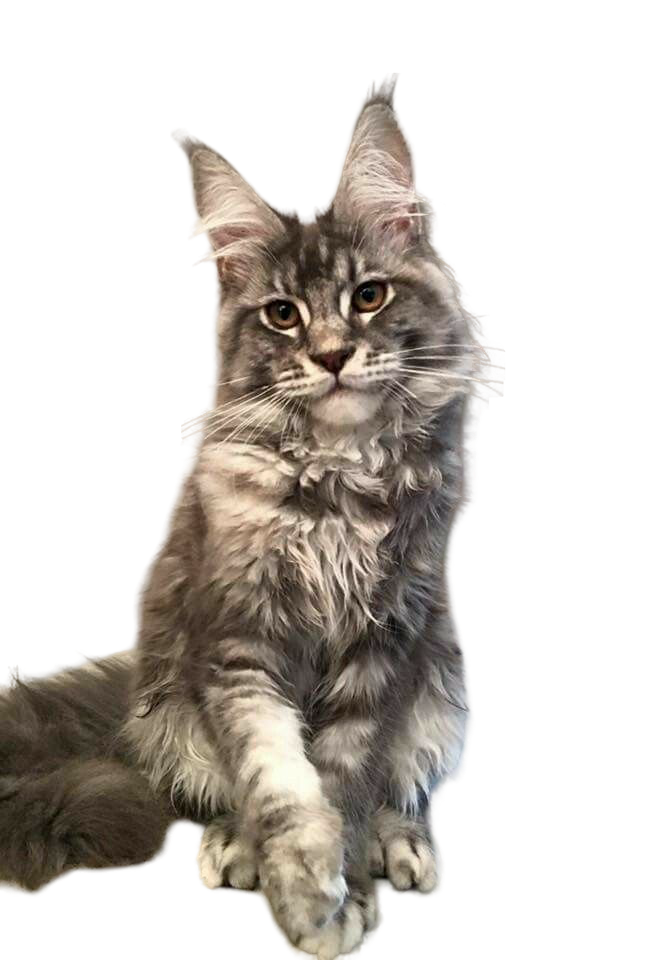 Maine Coon — MEMYPETS cat breed guide