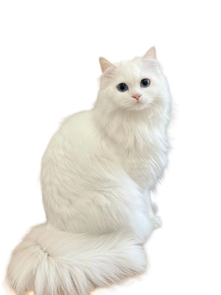 Turkish Angora — MEMYPETS cat breed guide