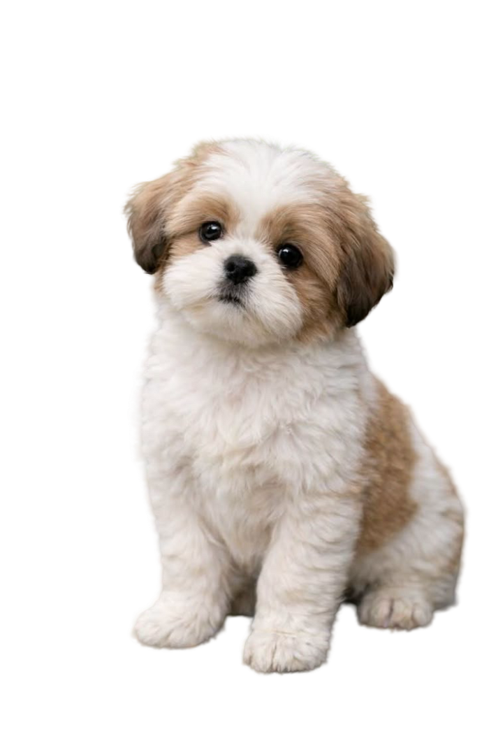 Shih Tzu — MEMYPETS dog breed