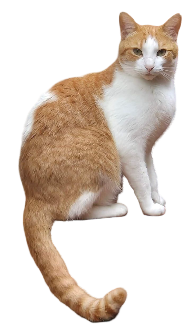 Cat being cared for at home