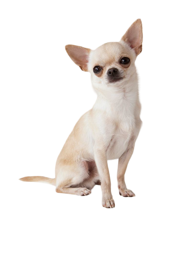 Chihuahua — MEMYPETS dog breed
