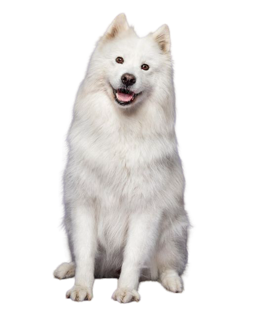 Indian Spitz — MEMYPETS dog breed