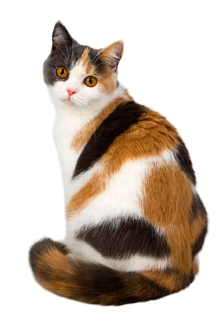 American Shorthair — MEMYPETS cat breed guide