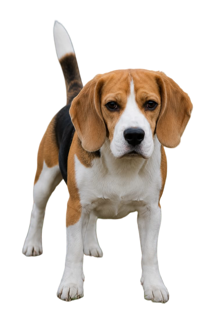 Beagle — MEMYPETS dog breed