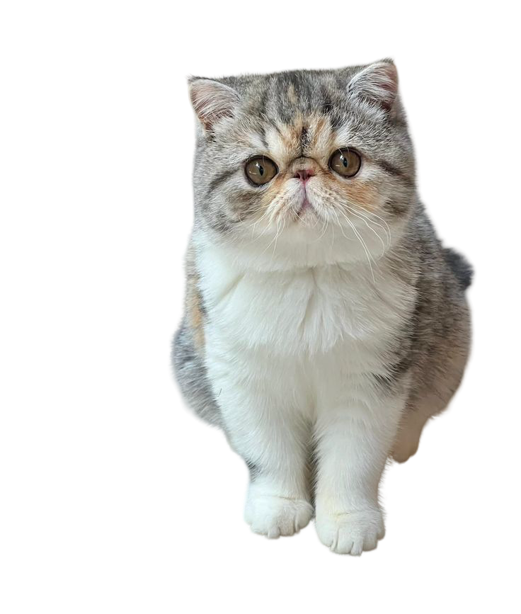 Exotic Shorthair — MEMYPETS cat breed guide