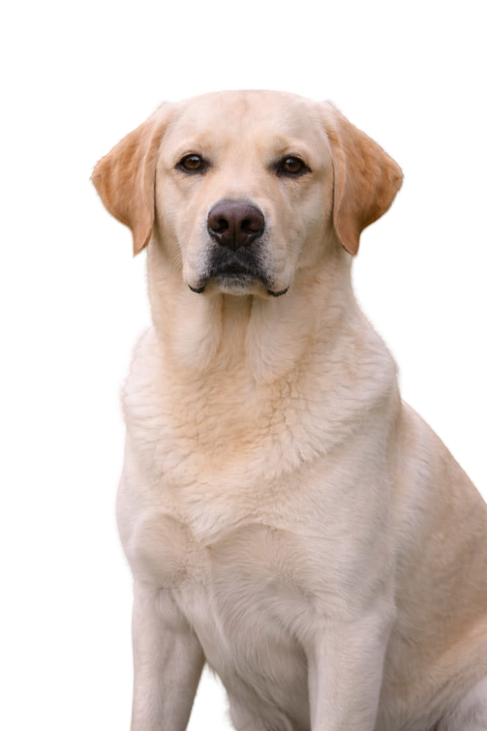 Labrador Retriever — MEMYPETS dog breed