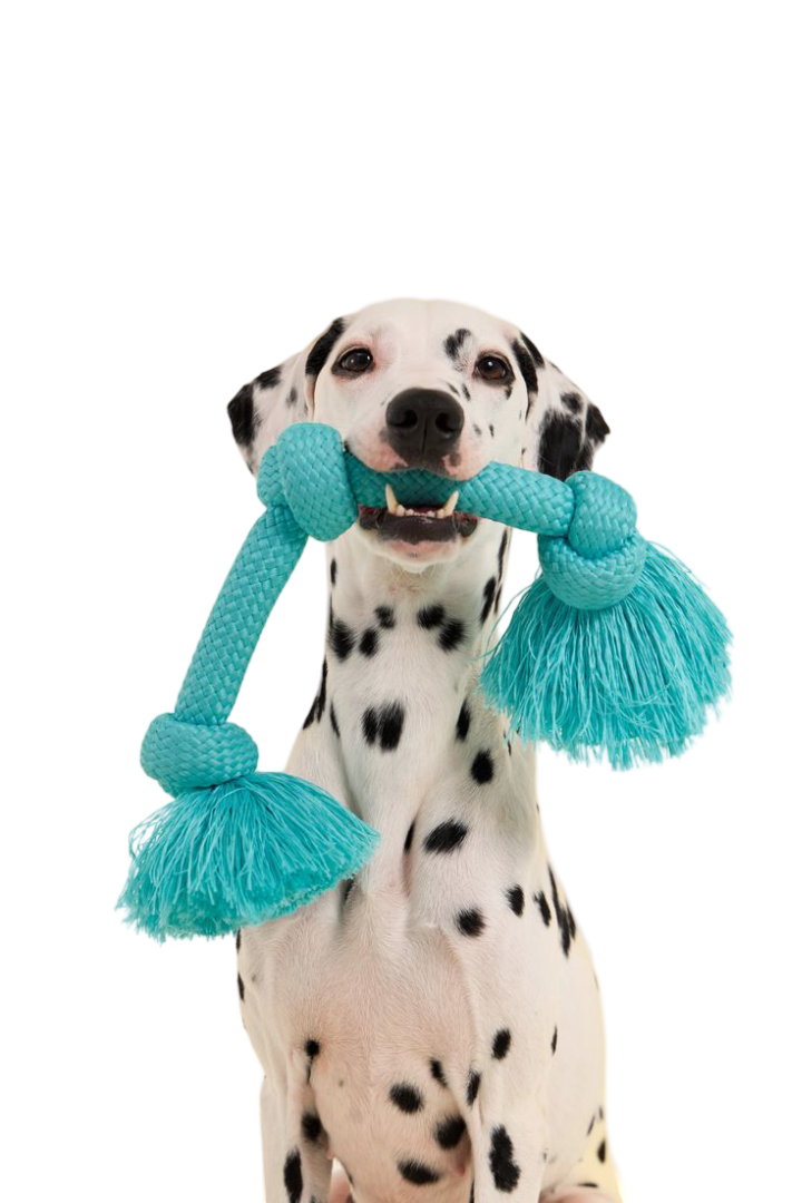 Dog exploring an enrichment activity — MEMYPETS dog enrichment guides