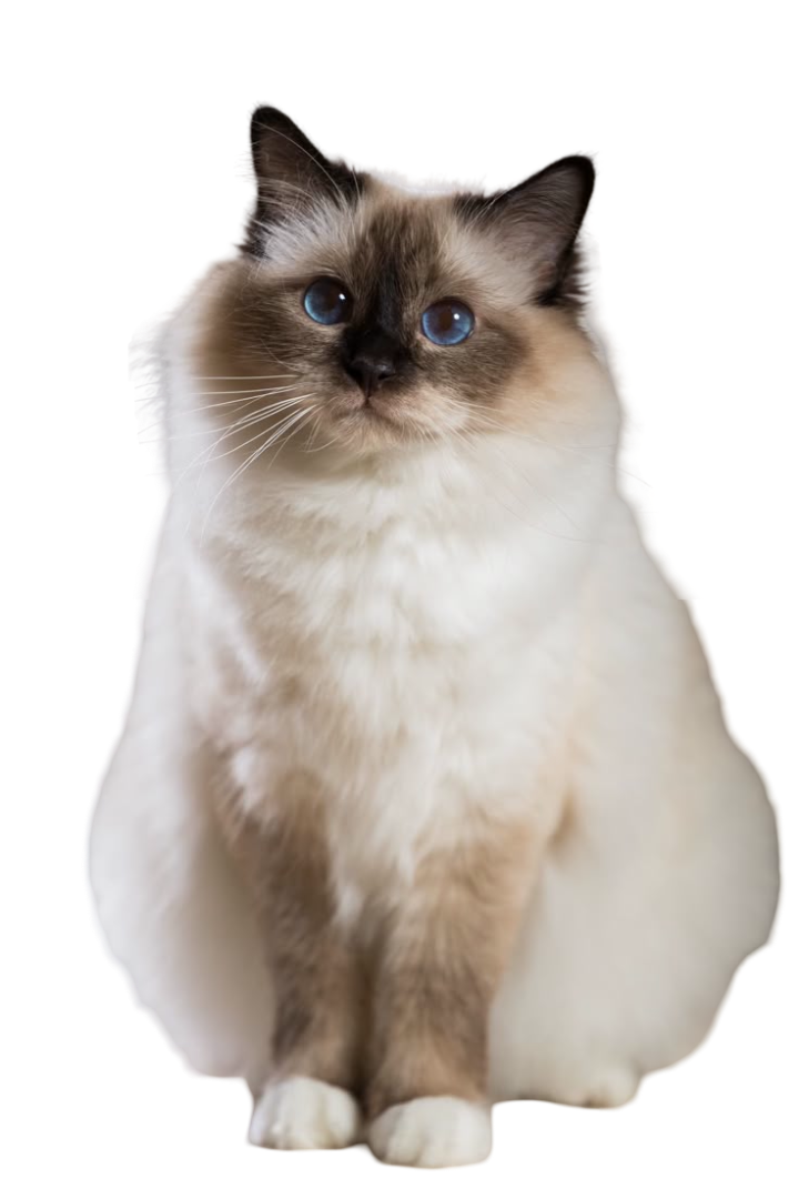 Himalayan — MEMYPETS cat breed guide