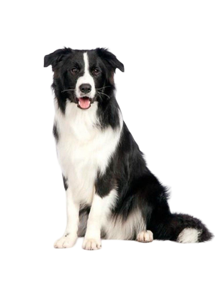 Border Collie — MEMYPETS dog breed