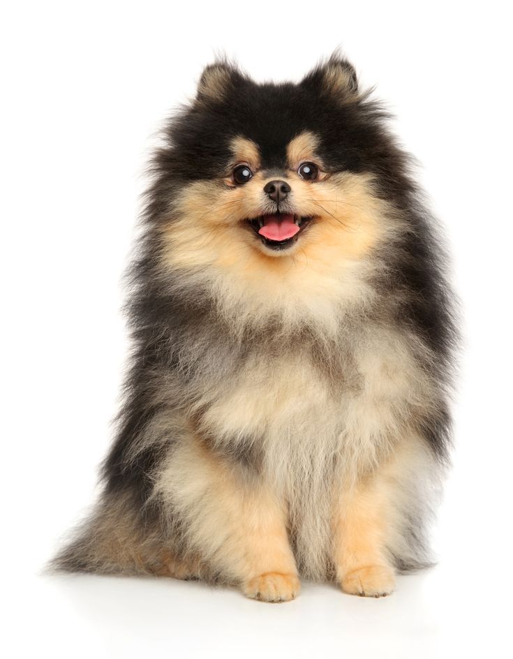 Dog featured on MEMYPETS
