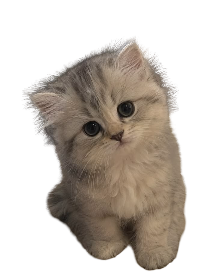 Kitten sitting comfortably at home
