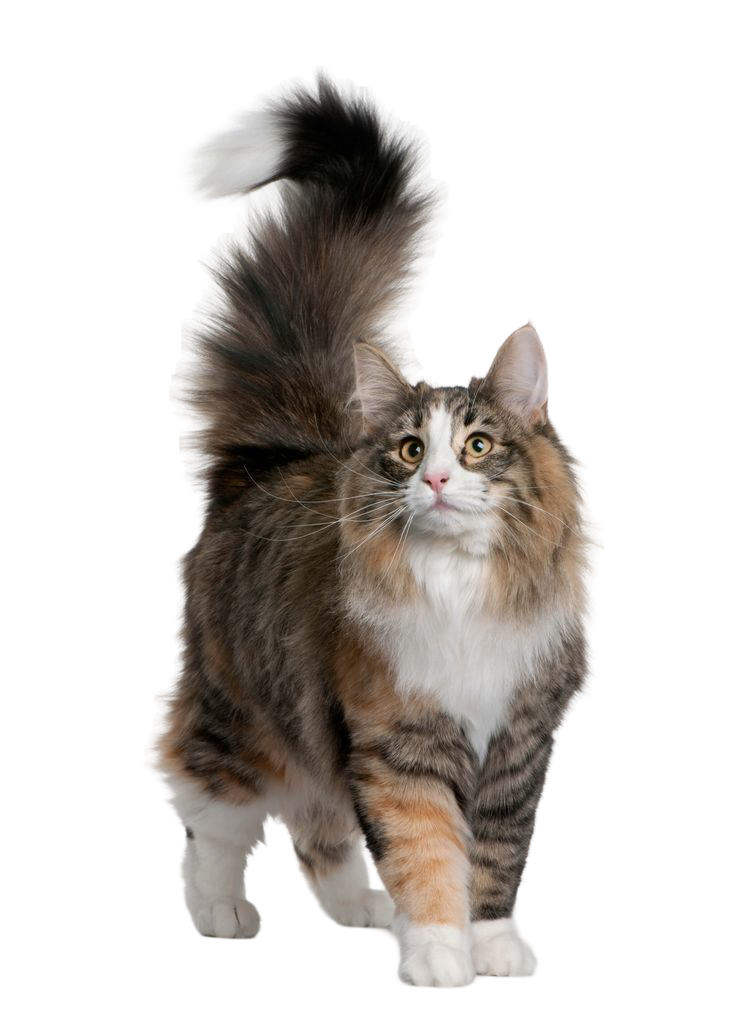 Norwegian Forest Cat — MEMYPETS cat breed guide