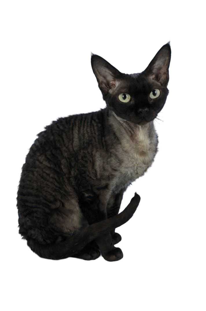 Devon Rex — MEMYPETS cat breed guide
