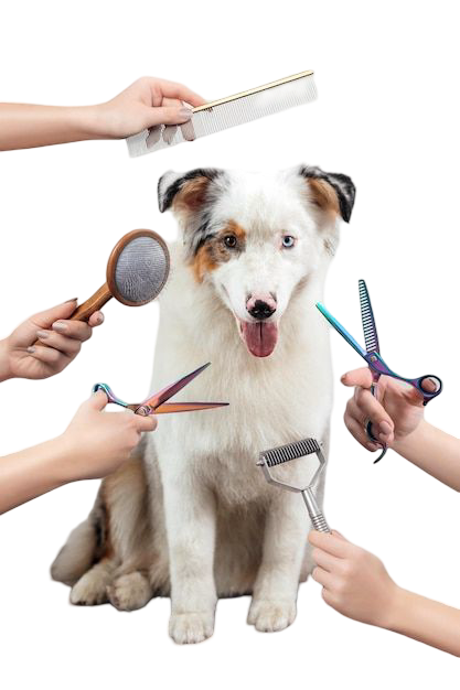 Dog being cared for at home