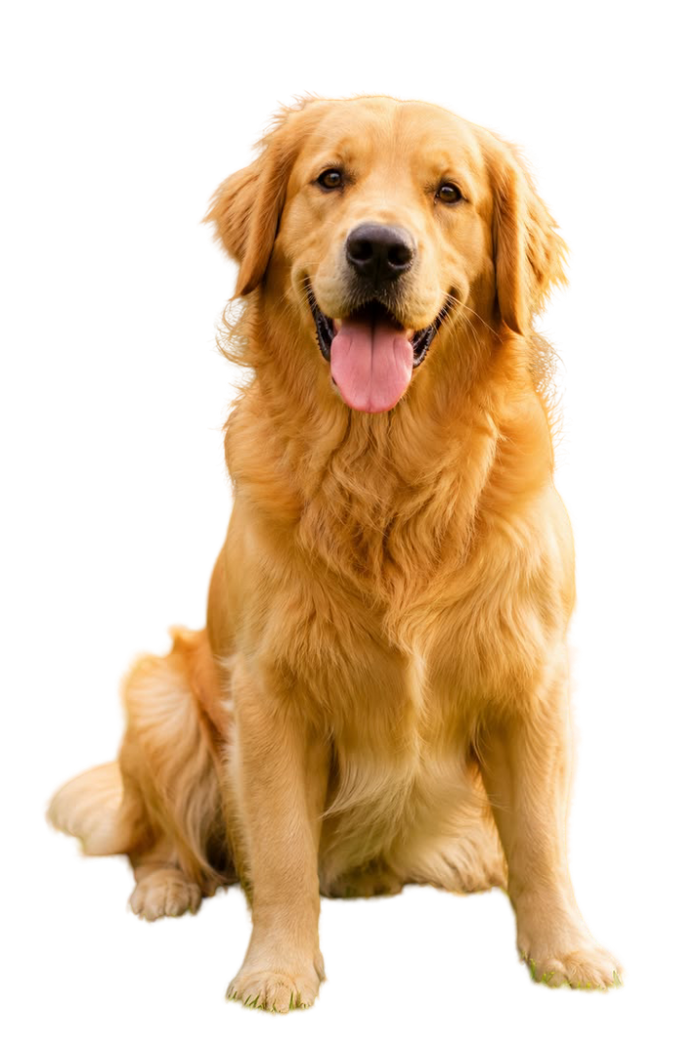 Golden Retriever — MEMYPETS dog breed