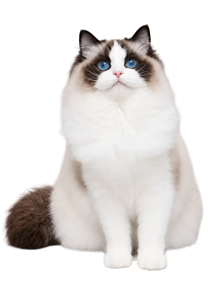 Ragdoll — MEMYPETS cat breed guide