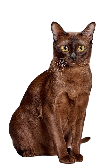 Burmese — MEMYPETS cat breed guide
