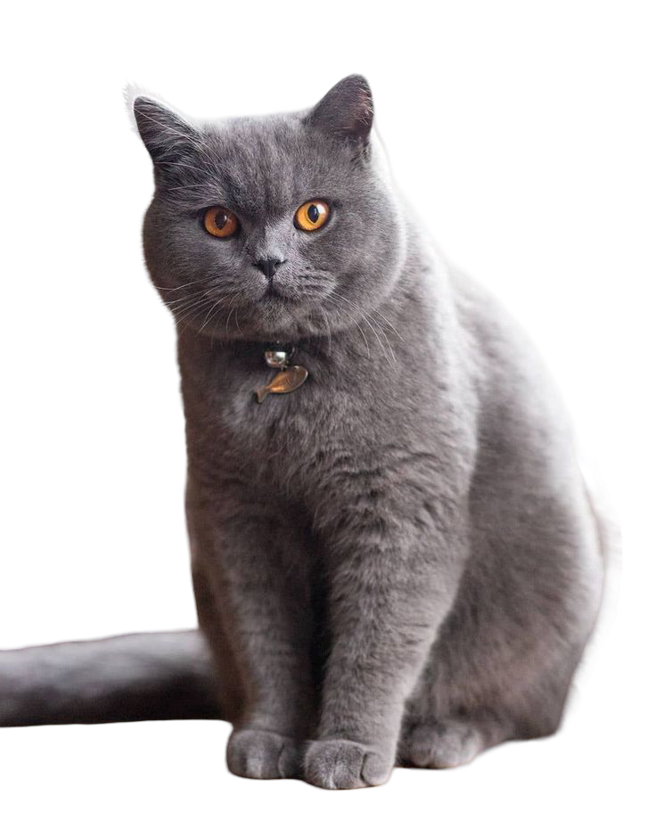 British Shorthair — MEMYPETS cat breed guide