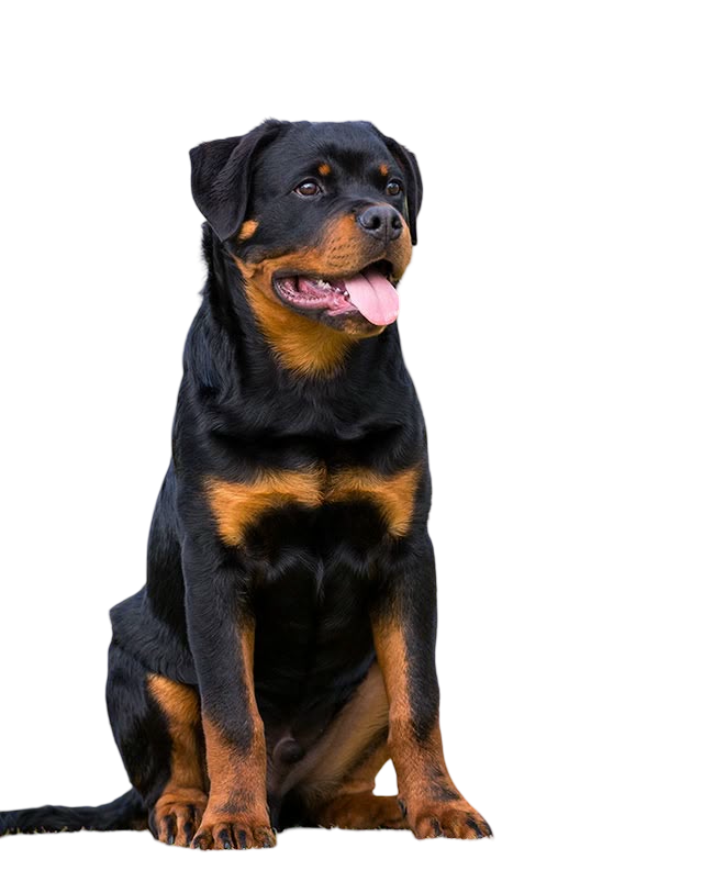 Rottweiler — MEMYPETS dog breed
