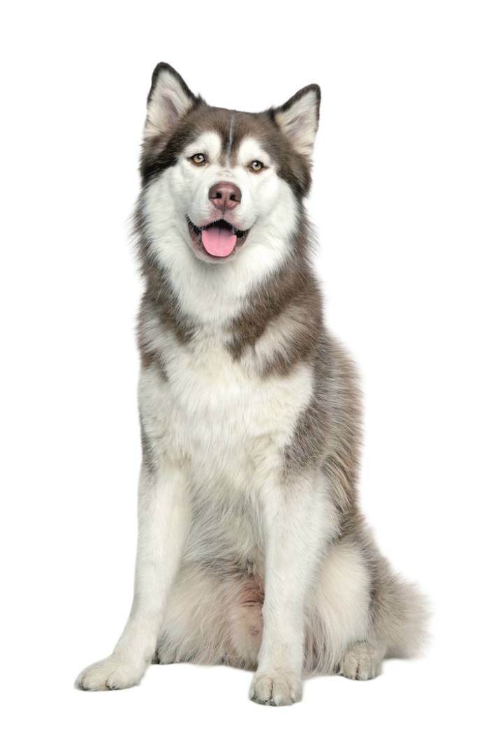 Siberian Husky — MEMYPETS dog breed