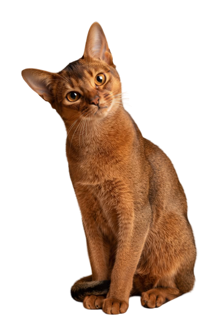 Abyssinian — MEMYPETS cat breed guide