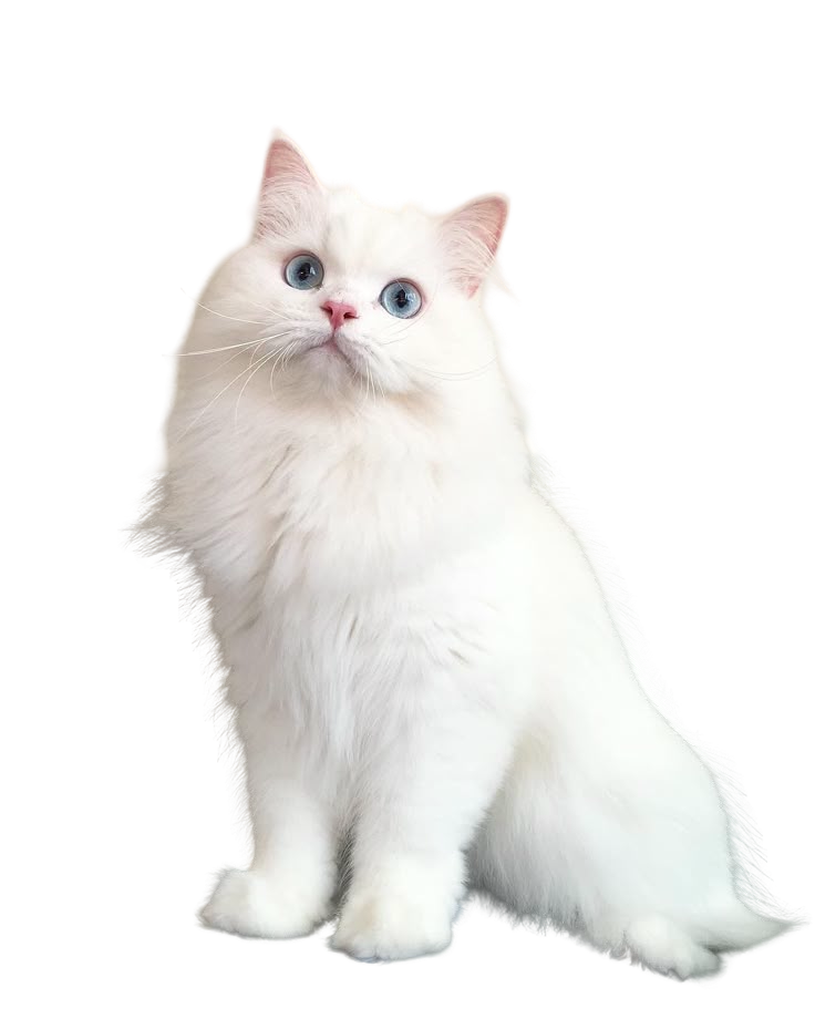 Persian — MEMYPETS cat breed guide