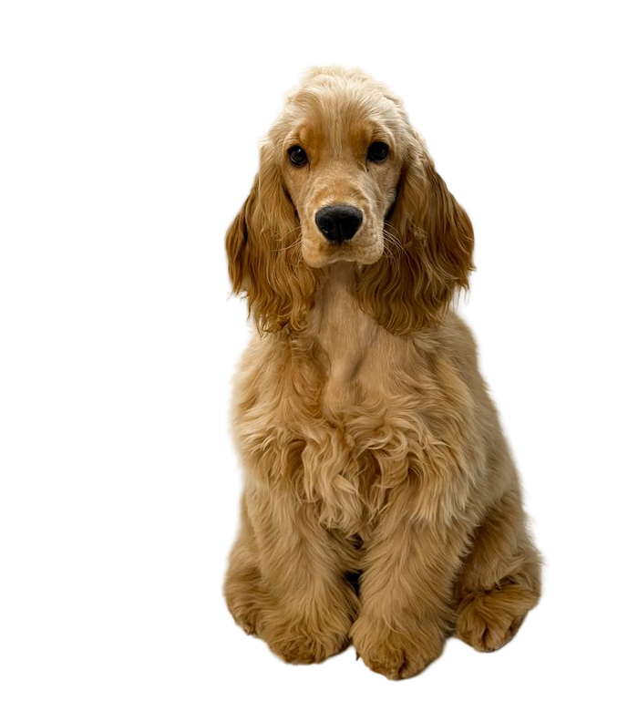 Cocker Spaniel — MEMYPETS dog breed