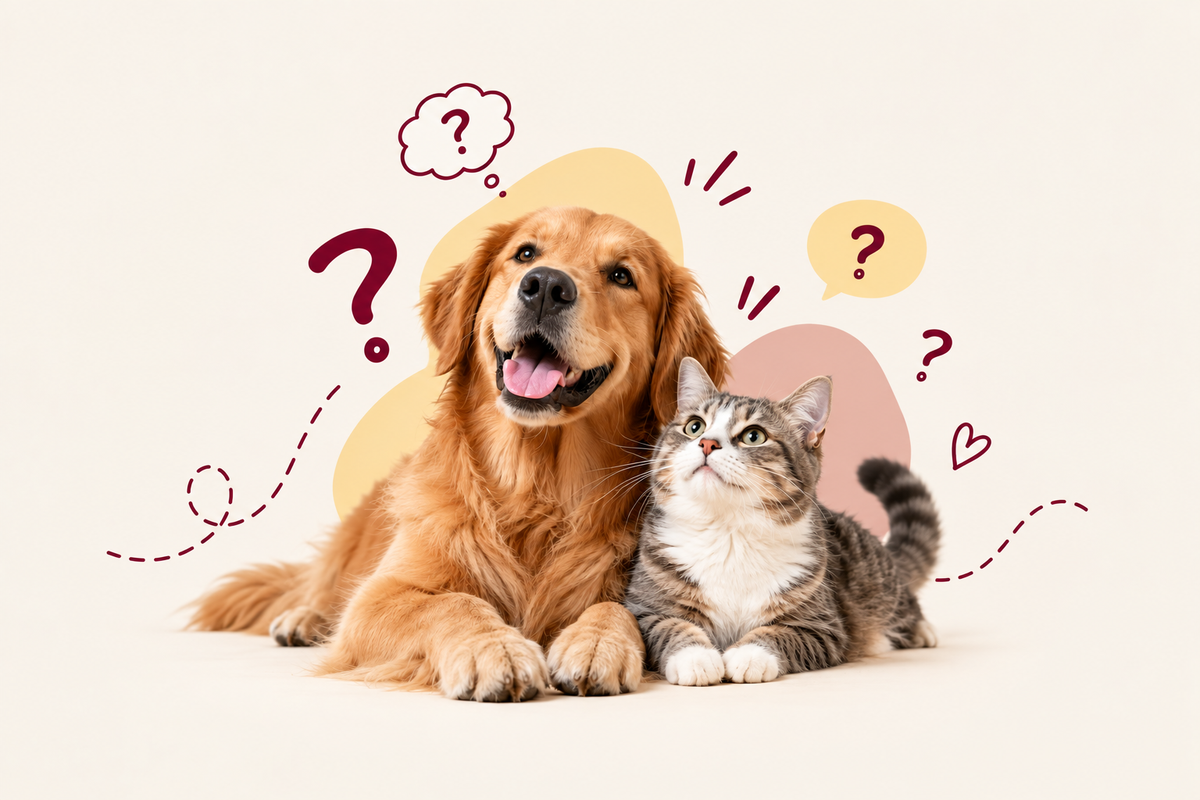 Dog and cat together